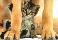 Kitten Sitting Under a Dog